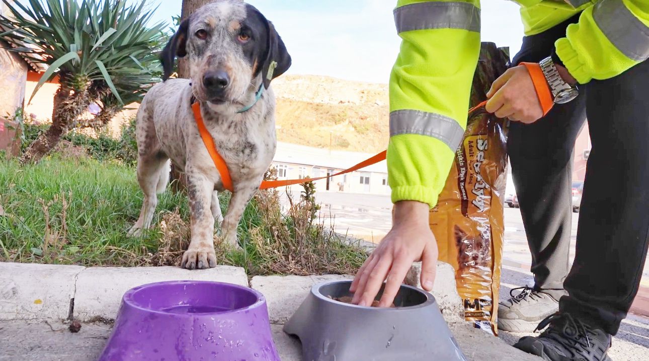 Patili Dostlar Ailesi Büyüyor
