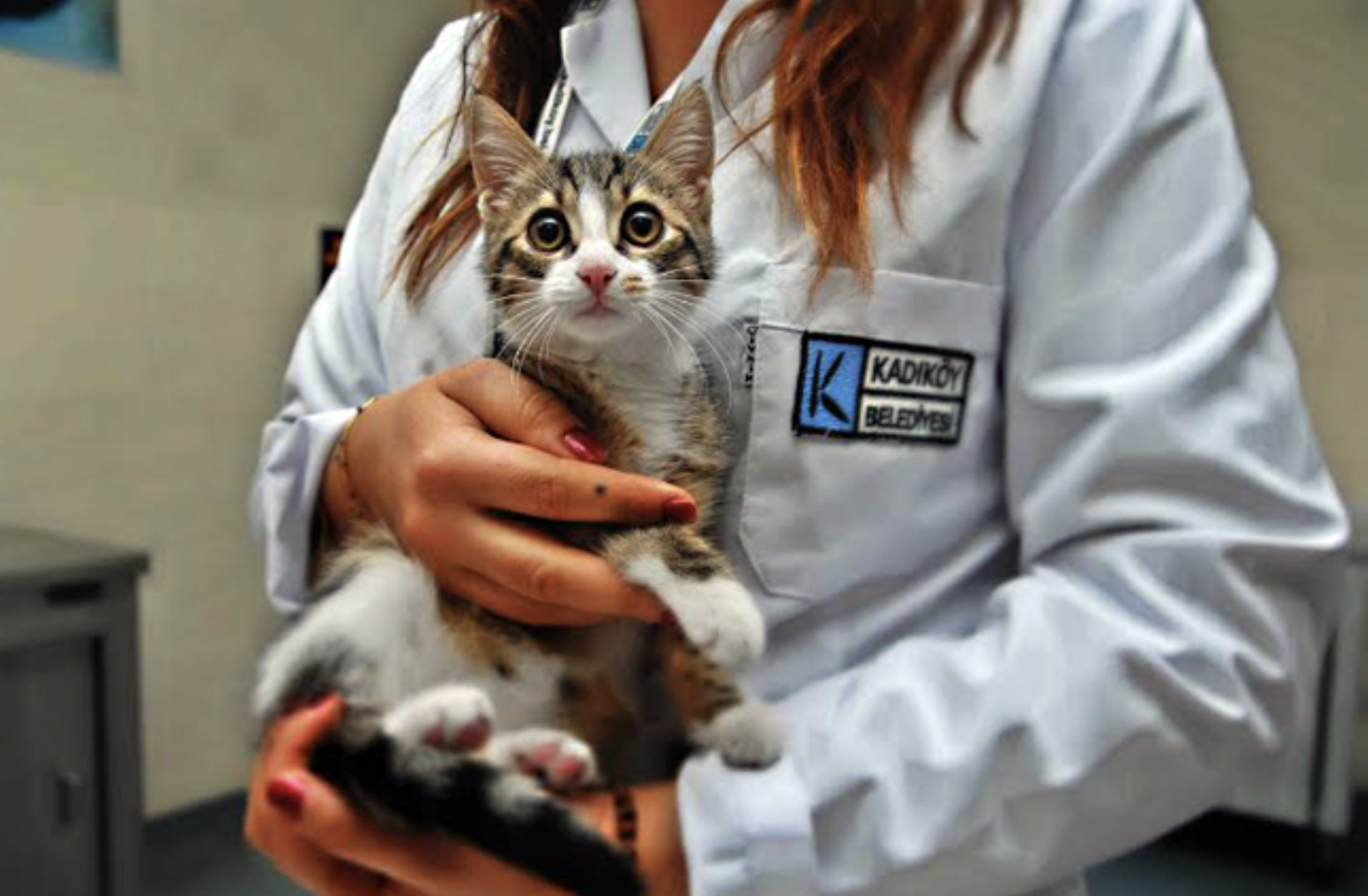Kadıköy'e Hayvan Hastanesi