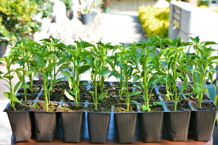 Kendi Fideniz Kendi Sebzeniz