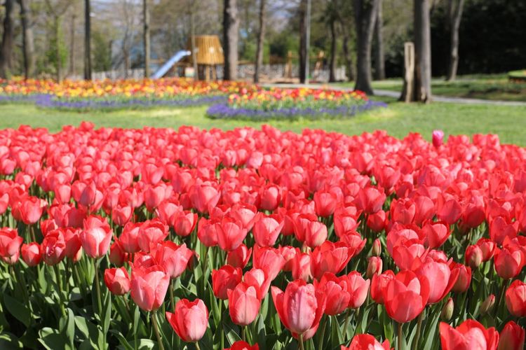 İstanbul Baharı Lalelerle Karşılıyor