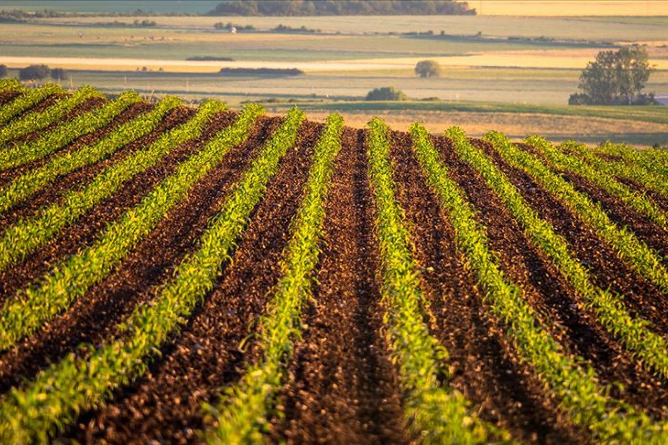 İBB'nin Ücretsiz Fideleriyle Hasat Zamanı!