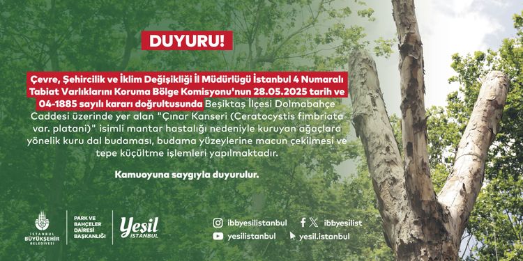 Beşiktaş'taki Kanserli Ağaçlara Budama