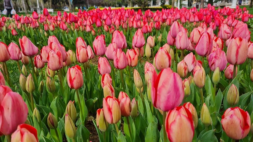 Emirgan Korusu ve Lale Mevsimi