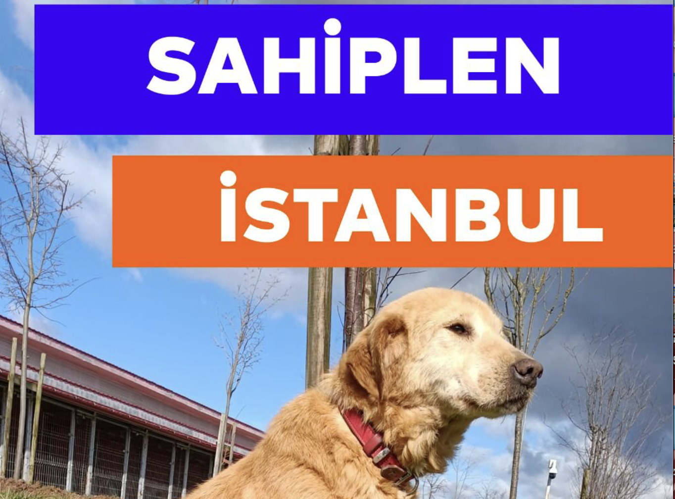 Her şey Can Dostlarımız İçin